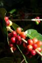 Coffee berries grow on a coffea arabica plantation in San Rafael de Heredia, Costa Rica.