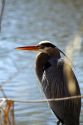 Great blue heron along the Boise River, Boise, Idaho, USA.