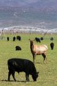 Cow elk grazing with domestic cattle on farmland near King Hill, Idaho, USA.