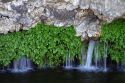 Watercress growing on rock with natural spring water flowing at the Thousand Springs area of the Snake River in the Hagerman Valley, Idaho, USA.