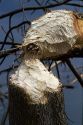 Tree cut down by a beaver along the Boise River, Boise, Idaho, USA.