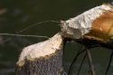 Tree cut down by a beaver along the Boise River, Boise, Idaho, USA.