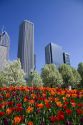 Tulips in bloom at Millennium Park in Chicago, Illinois, USA.