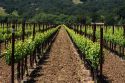 Vineyard in Sonoma Valley, California, USA.