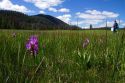 Few flowered shooting star wildflowers grow in a meadow near Stanley, Idaho, USA.