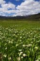 White rayed mule's ear wildflowers growing in a meadow near Stanley, Idaho, USA.