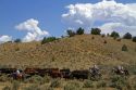 Cowboys on a cattle drive in the desert near Cuba, New Mexico, USA.