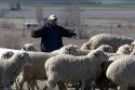 Sheep being moved to lambing areas in Canyon County, Idaho, USA.