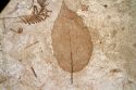 Plant fossil of a leaf at the John Day Fossil Beds National Monument in Eastern Oregon, USA