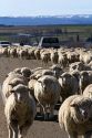 Sheep being moved to lambing areas in Canyon County, Idaho, USA.