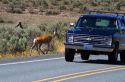 Mule deer crossing the road with automobile driving by in southwest Idaho, USA.