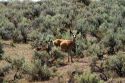 Mule deer surrounded by sagebrush in southwest Idaho, USA.