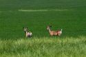 Mule deer stand in an alfalfa field in southwest Idaho, USA.