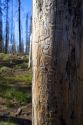 Mountain pine beetle damage to a lodgepole pine along the historic Magruder Corridor road that devides the Frannk Church-River of No Return Wilderness Area and the Selway-Bitterwoot Wilderness in Idaho, USA.
