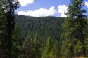 View of coniferous forest along the historic Magruder Corridor road that devides the Frannk Church-River of No Return Wilderness Area and the Selway-Bitterwoot Wilderness in Idaho, USA.