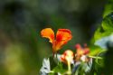 Blossom of a Nasturtium annual plant.