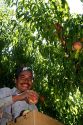 Migrant worker harvesting peaches in southwest Idaho, USA.