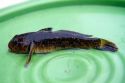 Round goby freshwater fish is an invasive species found in the Great Lakes of northeastern North America.