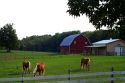 Horse graze in a pasture on a farm near DeWitt, Michigan, USA.