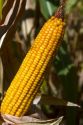 Ripe feed corn on the cob in Canyon County, Idaho, USA.
