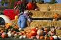 Pumpkin patch in Fruitland, Idaho, USA.
