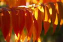 Colorful sumac leaves in autumn.