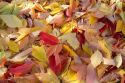 Colorful autumn leaves on the ground in Boise, Idaho, USA.