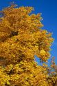 Autumn leaves in Boise, Idaho, USA.