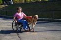 Disabled woman in a wheelchair using a service dog for help.