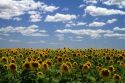 Sunflowers grow on farmland on the Pampas of Argentina.