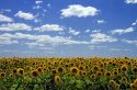 Sunflowers grow on farmland on the Pampas of Argentina.