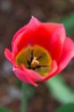 Tulip flower in bloom.