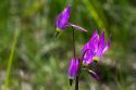 Dodecatheon pulchellum, commonly known as pretty shooting star flower in bloom.