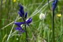 Camassia quamash, also known as Small Camas flowering perennial herb.