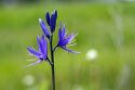 Camassia quamash, also known as Small Camas flowering perennial herb.