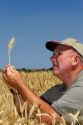 Farmer checking wheat crop for harvest time in Canyon County, Idaho, USA. MR