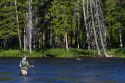 Fly fishing the Madison River in Yellowstone National Park, Montana, USA.
