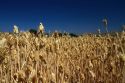 Wheat field near Emmett, Idaho, USA.