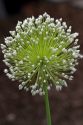 The bulbils flower of a garlic plant.