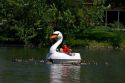 People pedal a paddle boat shaped like a swan with canada geese swimming along side in Julia Davis Park, Boise, Idaho, USA.
