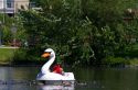 People pedal a paddle boat shaped like a swan with canada geese swimming along side in Julia Davis Park, Boise, Idaho, USA.