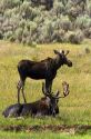 Moose along Interstate 80 at the Wyoming, Utah state border, USA.