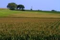 Windmill and corn crop near Griswold, Iowa, USA.