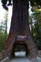 Automobile driving through the Chandelier Tree in Leggett, California, USA.