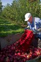 Migrant worker havesting apples in Canyon County, Idaho, USA.
