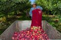 Migrant worker havesting apples in Canyon County, Idaho, USA.