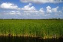 Sawgrass in the Florida everglades.