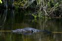 American Alligator in the Florida everglades.