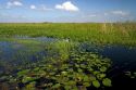 Water lilies and sawgrass in the Flordia everglades.