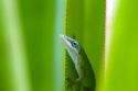 A green anole is an arboreal lizard located on the island of Kauai, Hawaii, USA.